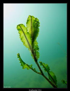 Freshwater plant in the morning sun by Beate Seiler 